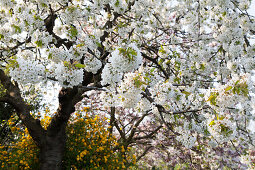 Flowering cherry tree, blossom in Spring, Nature