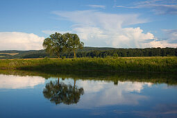 Trees on the banks of the Weser river, Weser Hills, North Lower Saxony, Germany, Europe