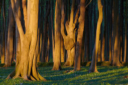 Beech grove, so-called ghost forest, at seaside resort Nienhagen, Mecklenburg Western Pomerania, Germany, Europe