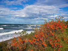 Sanddorn an der Küste der Halbinsel Wittow, Insel Rügen, Ostsee, Mecklenburg Vorpommern, Deutschland, Europa