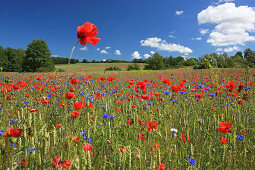 Cornflowers and poppies on a field, Island of Ruegen, Mecklenburg Western Pomerania, Germany, Europe