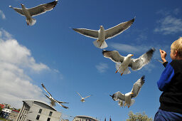 Seagulls at lake Tjoernin, Reykjavik, Iceland, Europe