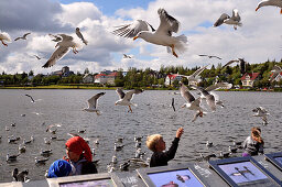 Seagulls at lake Tjoernin, Reykjavik, Iceland, Europe