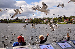 Möwen am Tjörnin See, Reykjavik, Island, Europa