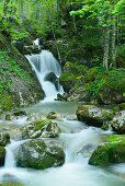 Gebirgsbach fließt über Wasserfallstufe, Tegernsee, Bayerische Alpen, Oberbayern, Bayern, Deutschland