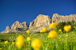 Flowering meadow in front of Rotwand, Rosengarten range, Dolomites, UNESCO world heritage site, Dolomites, South Tyrol, Italy
