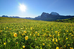 Blumenwiese mit Hahnenfuß vor Langkofel und Plattkofel, Seiseralm, Dolomiten, UNESCO Weltnaturerbe Dolomiten, Südtirol, Italien