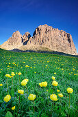 Blumenwiese mit Trollblumen vor Langkofel, Langkofel, Dolomiten, UNESCO Weltnaturerbe Dolomiten, Südtirol, Italien