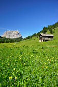 Blumenwiese mit Heustadel vor Langkofel, Langkofel, Dolomiten, UNESCO Weltnaturerbe Dolomiten, Südtirol, Italien