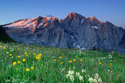 Blumenwiese vor Marmolada, Bindelweg, Marmolada, Marmolata, Dolomiten, UNESCO Weltnaturerbe Dolomiten, Trentino, Venetien, Italien