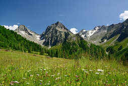Flowering meadow in front of Gloedis and Ganot, Schober range, National Park Hohe Tauern, East Tyrol, Austria