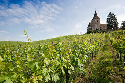 St Jacques Church with vineyards, Hunawihr, Alsace, France