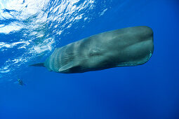 Pottwal, Physeter macrocephalus, Karibisches Meer, Dominica, Inseln unter dem Winde, Kleine Antillen, Antillen, Westindische Inseln, Karibik, Mittelamerika, Nordamerika