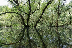 Silberweide am Ufer eines Altrheinarms, Rhein, Baden-Württemberg, Deutschland, Europa