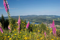 View from Hochfirst onto the Titisee and Feldberg, Titisee, Black Forest, Baden-Wuerttemberg, Germany, Europe