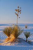 Yucca, White Sands National Monument, New Mexico, USA, Amerika