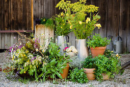 Essbare Wildkräuter, Küchenkräuter und Kräuter in einem Garten, Selbstgezogen