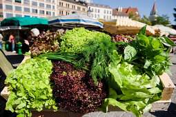 Salad, shopping at the market, Viktualienmarkt, Munich, Bavaria, Germany