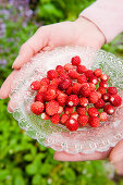 Frische Erdbeeren aus dem Garten, Erdbeeren in einer Glaschale, Walderdbeeren, Erdbeerernte, Ernte, Obst
