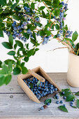 Ripe bilberries, blueberries, ready for picking, harvesting comb, harvest, Fruit, Bavaria, Germany
