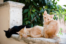 Vier kleine Kätzchen auf einer Mauer, Sizilien, Italien