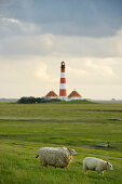 Westerheversand lighthouse and sheep, Westerhever, Wadden Sea National Park, Eiderstedt peninsula, North Frisian Islands, Schleswig-Holstein, Germany, Europe