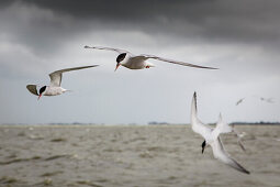 Terns flying above Lake IJssel, Holland, Netherlands, Europe