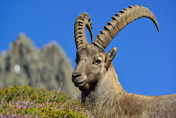 Steinbock liegt in der Wiese, Capra ibex, Mont Blanc-Gruppe, Mont Blanc, Chamonix, Savoyen, Frankreich