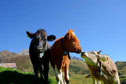 Cows at Oberalp Pass, Andermatt, Uri, Switzerland