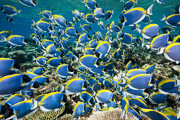 Schwarm Weisskehl-Doktorfische, Acanthurus leucosternon, Thaa Atoll, Malediven