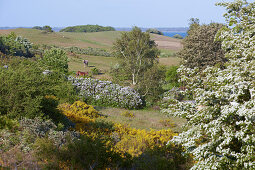 Blühende Landschaft auf der Insel Hiddensee, Ostseeküste, Mecklenburg Vorpommern, Deutschland, Europa