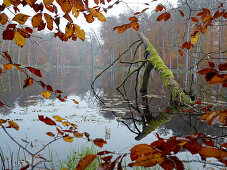 Schweingartensee im Nebel, Müritz Nationalpark, Mecklenburg Vorpommern, Deutschland, Europa