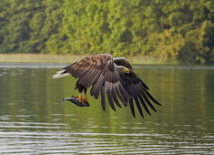 Sea eagle fishing, Feldberg Lake Distric, Mecklenburg Western Pomerania, Germany, Europe