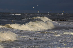 Möwen über stürmischer See, Ostseeküste, Mecklenburg Vorpommern, Deutschland, Europa