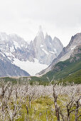 Blick über Moorlandschaft mit toten Bäumen auf Cerro Torre Massiv, El Chalten, Patagonien, Argentinien