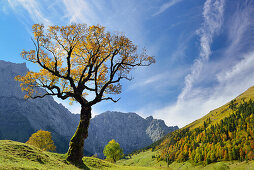 Sycamore maple in autumn colors with Spritzkarspitze, Grosser Ahornboden, Eng, Karwendel range, Tyrol, Austria