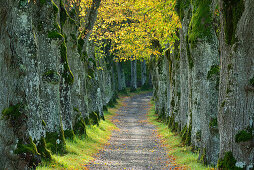 Lindenallee, Starnberg, Oberbayern, Bayern, Deutschland