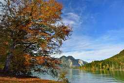 Herbstlich verfärbte Buche mit Walchensee, Walchensee, Bayerische Alpen, Oberbayern, Bayern, Deutschland