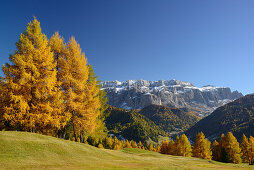 Sella range seen above larch trees in autumn colors, Val Gardena, Dolomites, UNESCO World Heritage Site Dolomites, South Tyrol, Italy