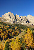 Geislergruppe über herbstlich verfärbten Lärchen, Grödnertal, Dolomiten, UNESCO Welterbe Dolomiten, Südtirol, Italien