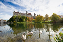 Lake with swans in front of Sigmaringen Castle, Sigmaringen, Swabian Alp, Baden-Wuerttemberg, Germany, Europe