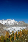 Aletschgletscher und Aletschwald, UNESCO Welterbe, im Hintergrund die Walliser Alpen, Kanton Wallis, Schweiz, Europa