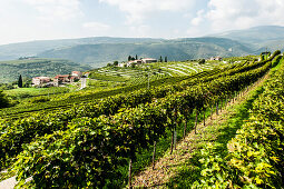 Wineyards at the Valpolicella, Marana di Valpolicella, Lago di Garda, Province of Verona, Northern Italy, Italy