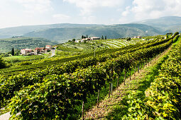 Weinberge im Valpolicella, Marana di Valpolicella, Gardasee, Provinz Verona, Norditalien, Italien