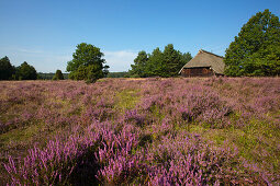 Sheep shelter at Lueneburger Heide, Lueneburg Heath, Lower Saxony, Germany, Europe