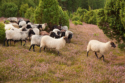 Sheep at Lueneburger Heide, Lueneburg Heath, Lower Saxony, Germany, Europe