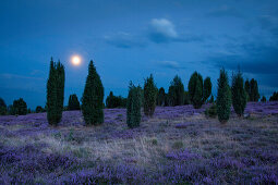 Juniper and heather at moonlight, Lueneburger Heide, Lower Saxony, Germany