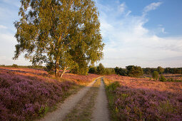 Birch at a path through the heather, Lueneburger Heide, Lower Saxony, Germany