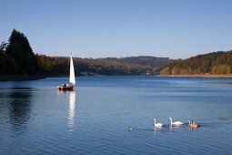 Sailboat and swans at Sorpe Dam, near Sundern, Sauerland region, North Rhine-Westphalia, Germany