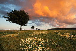 Thunderclouds over a grainfield, Egge mountains, North Rhine-Westphalia, Germany